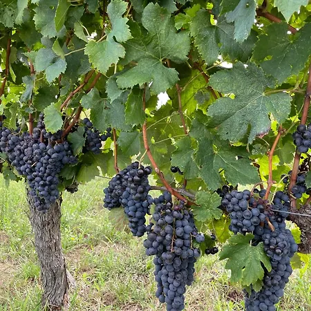 Logis Lavergne Saint-emilion Néac